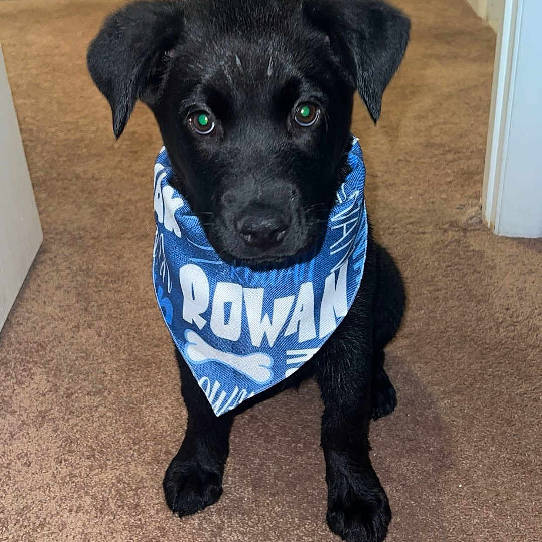 Rowan joined the competition — help win amazing prizes! adorable, animal, bandana, black_dog, blue_bandana, canine, carpet, curious, cute, dog, domestic_animal, floor, hallway, indoor, looking_up, pet_accessory, pets, puppy, sitting, young_dog