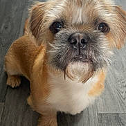 Bo joined the competition — help win amazing prizes! dog, pet, animal, small_dog, fur, beard, brown_fur, white_chest, floor, wooden_floor, looking_up, cute, indoor, close_up, portrait, paw, ears, whiskers, expression, canine