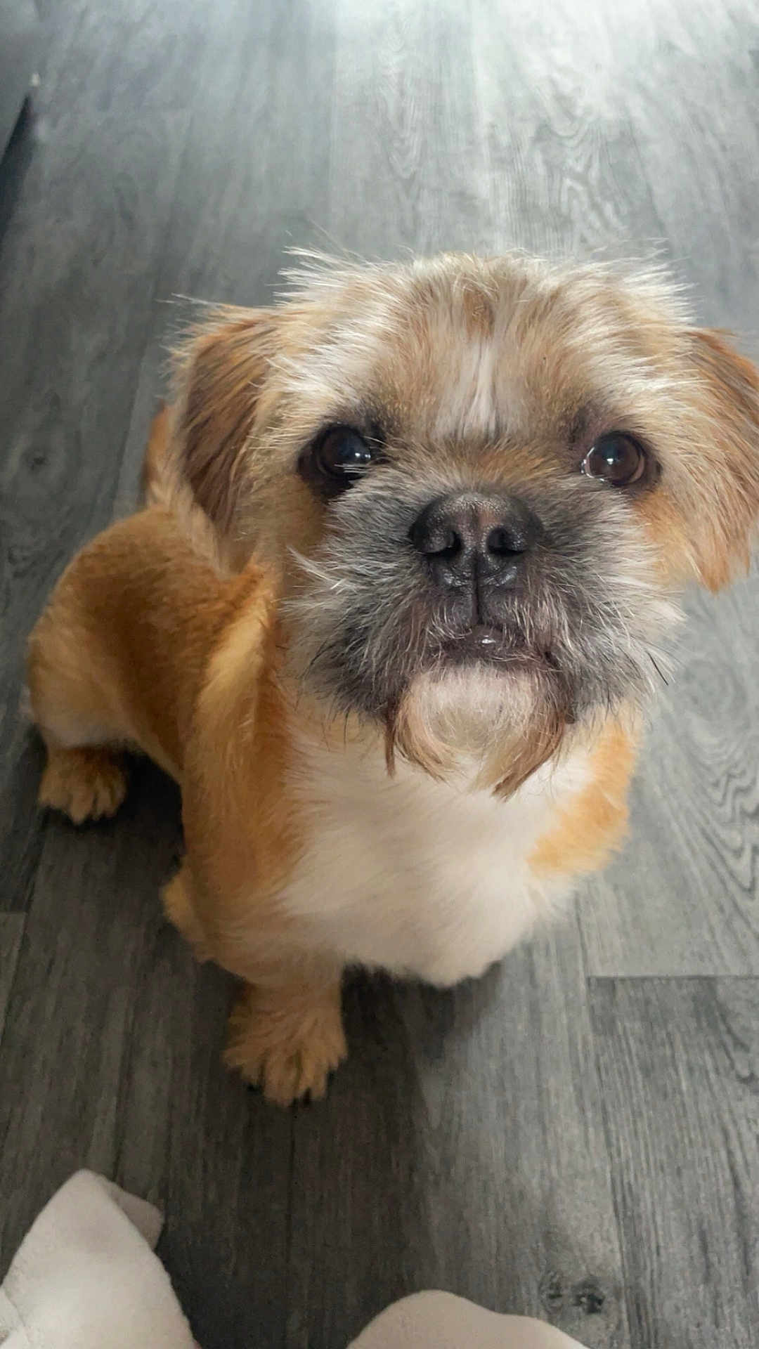 Bo joined the competition — help win amazing prizes! dog, pet, animal, small_dog, fur, beard, brown_fur, white_chest, floor, wooden_floor, looking_up, cute, indoor, close_up, portrait, paw, ears, whiskers, expression, canine