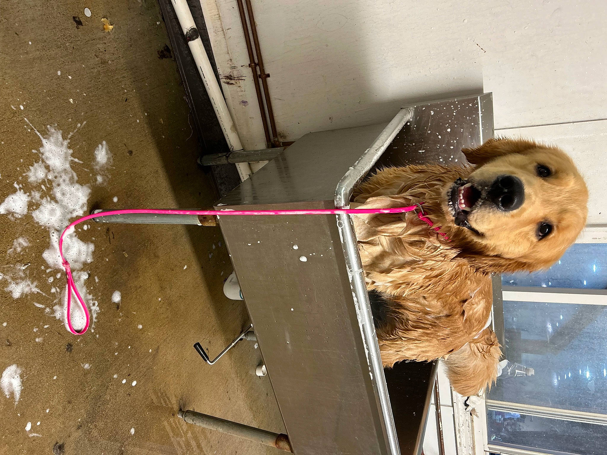 Maverick is registered to the contest to win money with this photo: asphalt, canidae, carnivore, collar, companion_dog, concrete, dog_breed, flooring, fur, gas, leash, metal, road_surface, stuffed_toy, toy, vertebrate, wire, wood