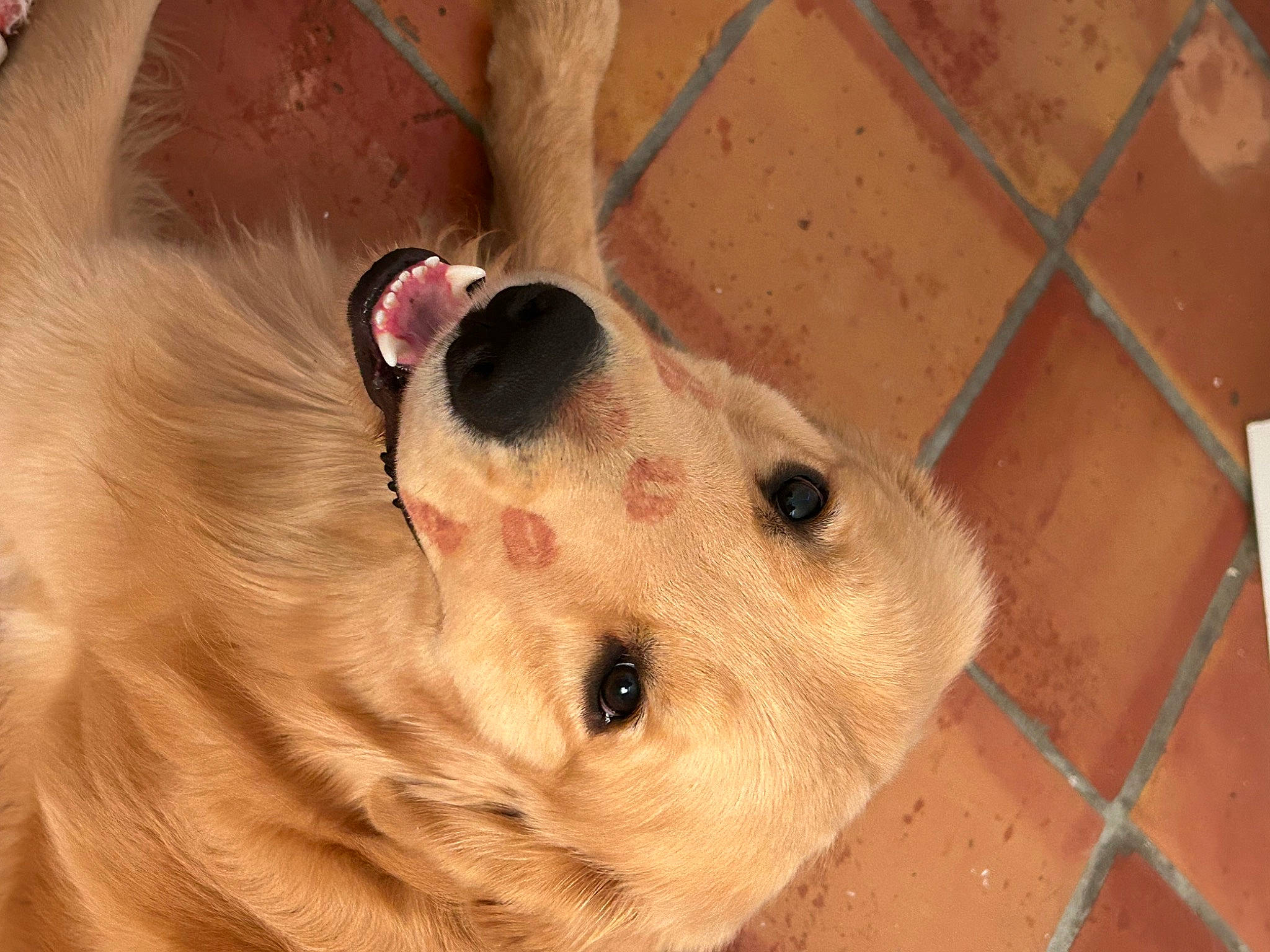 Maverick joined the competition — help win amazing prizes! ball, canidae, carnivore, companion_dog, dog, dog_breed, dog_supply, ear, fawn, fur, goggles, liver, pet_supply, retriever, snout, sporting_group, sunglasses, whiskers, wood, working_animal