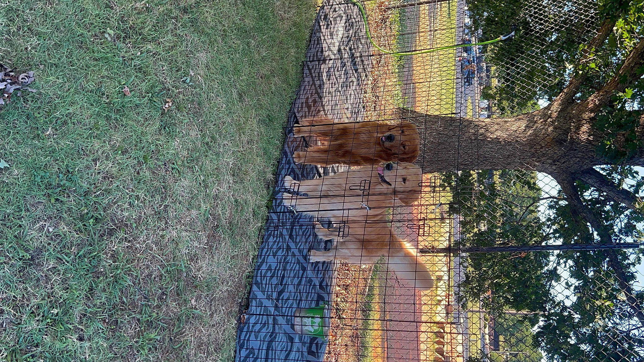 Maverick is registered to the contest to win money with this photo: brick, brickwork, chain_link_fencing, flooring, grass, mesh, net, pattern, plant, reflection, road_surface, shadow, tints_and_shades, tree, trunk, twig, urban_design, water, wire_fencing, wood
