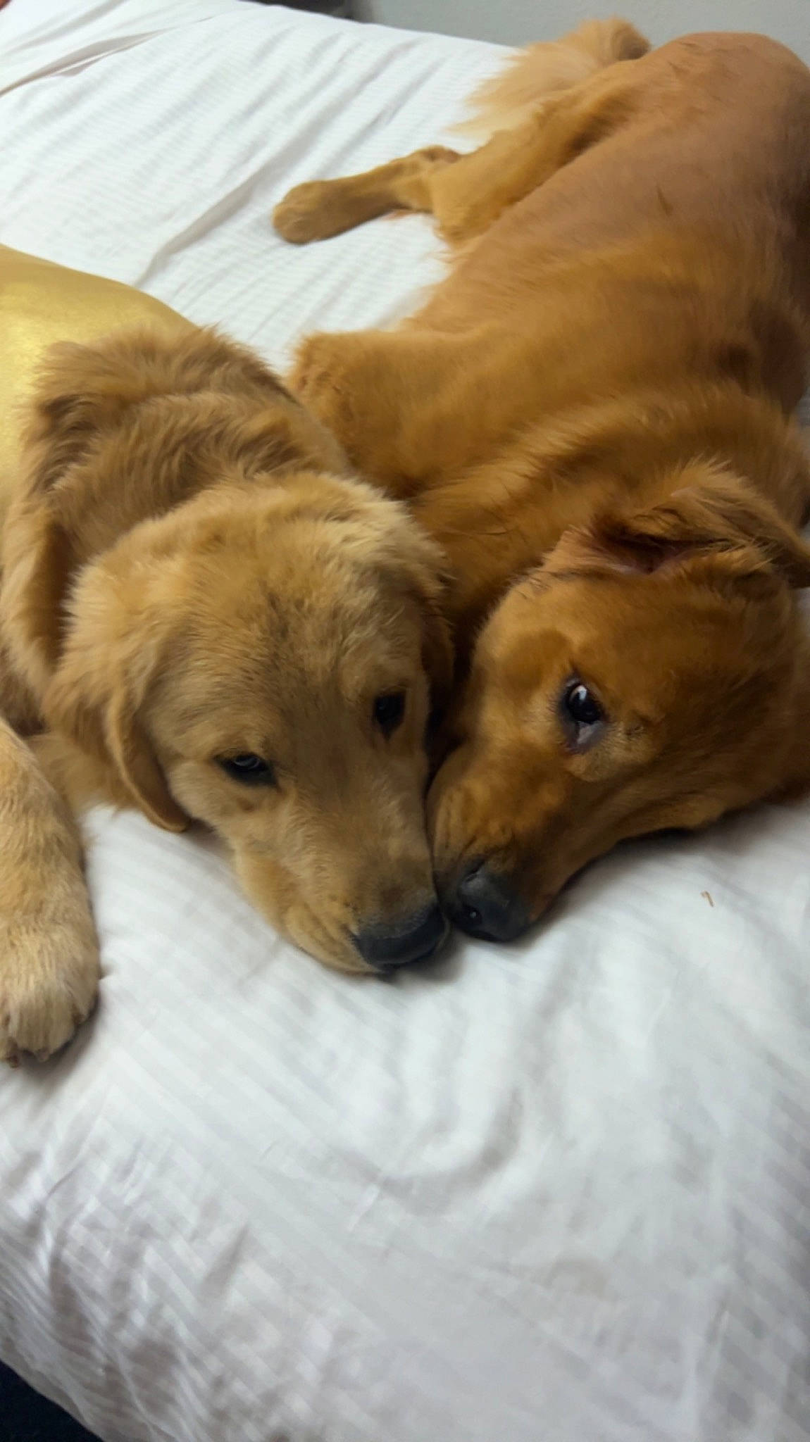 Derry is registered to the contest to win money with this photo: canidae, carnivore, comfort, companion_dog, dog, dog_breed, fawn, fur, golden_retriever, paw, puppy, retriever, snout, sporting_group, terrestrial_animal, whiskers, wildlife, working_animal