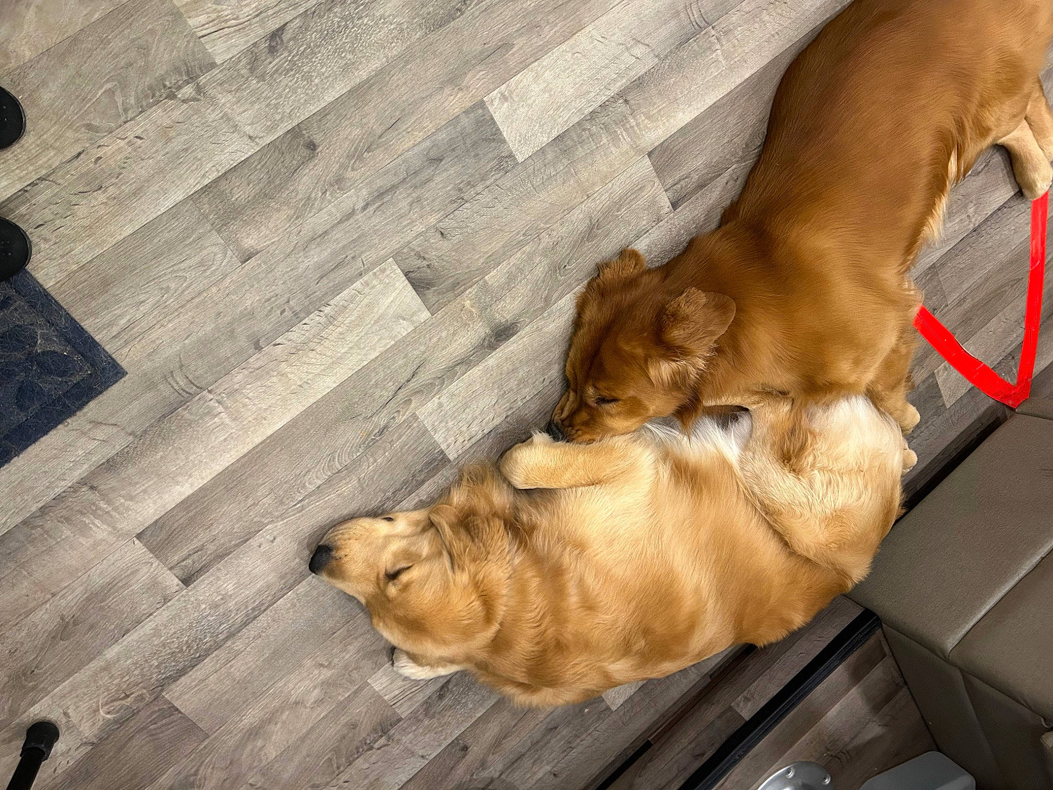 Derry joined the competition — help win amazing prizes! big_cats, canidae, carnivore, comfort, companion_dog, dog, dog_breed, fawn, felidae, floor, flooring, hardwood, liver, paw, snout, sporting_group, tail, terrestrial_animal, whiskers, wood