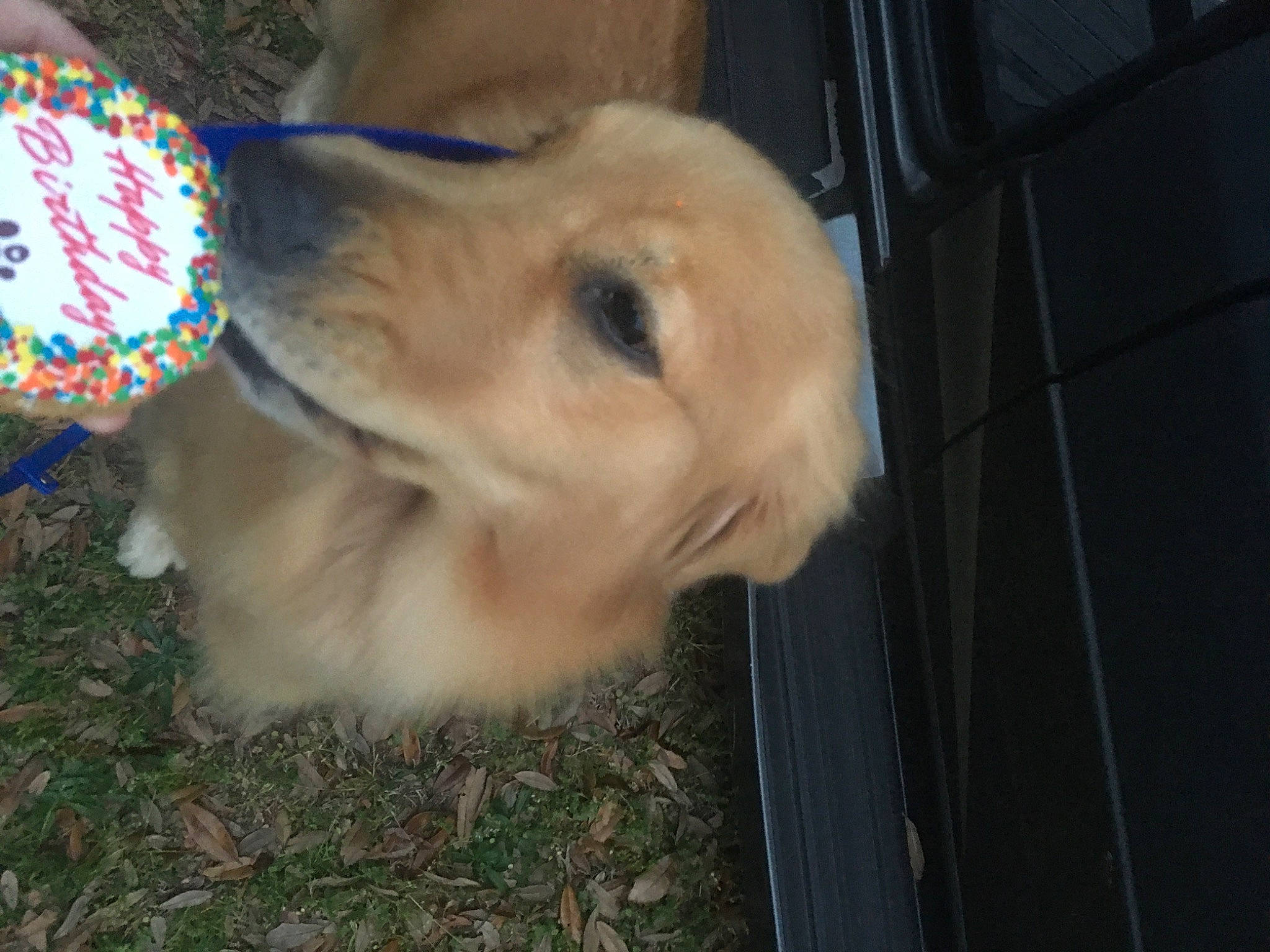 Ruffles joined the competition — help win amazing prizes! canidae, carnivore, companion_dog, dog, dog_breed, fawn, fur, golden_retriever, grass, paw, pet_supply, retriever, snout, sporting_group, street_dog, tail, tree, waste_container, whiskers, working_animal