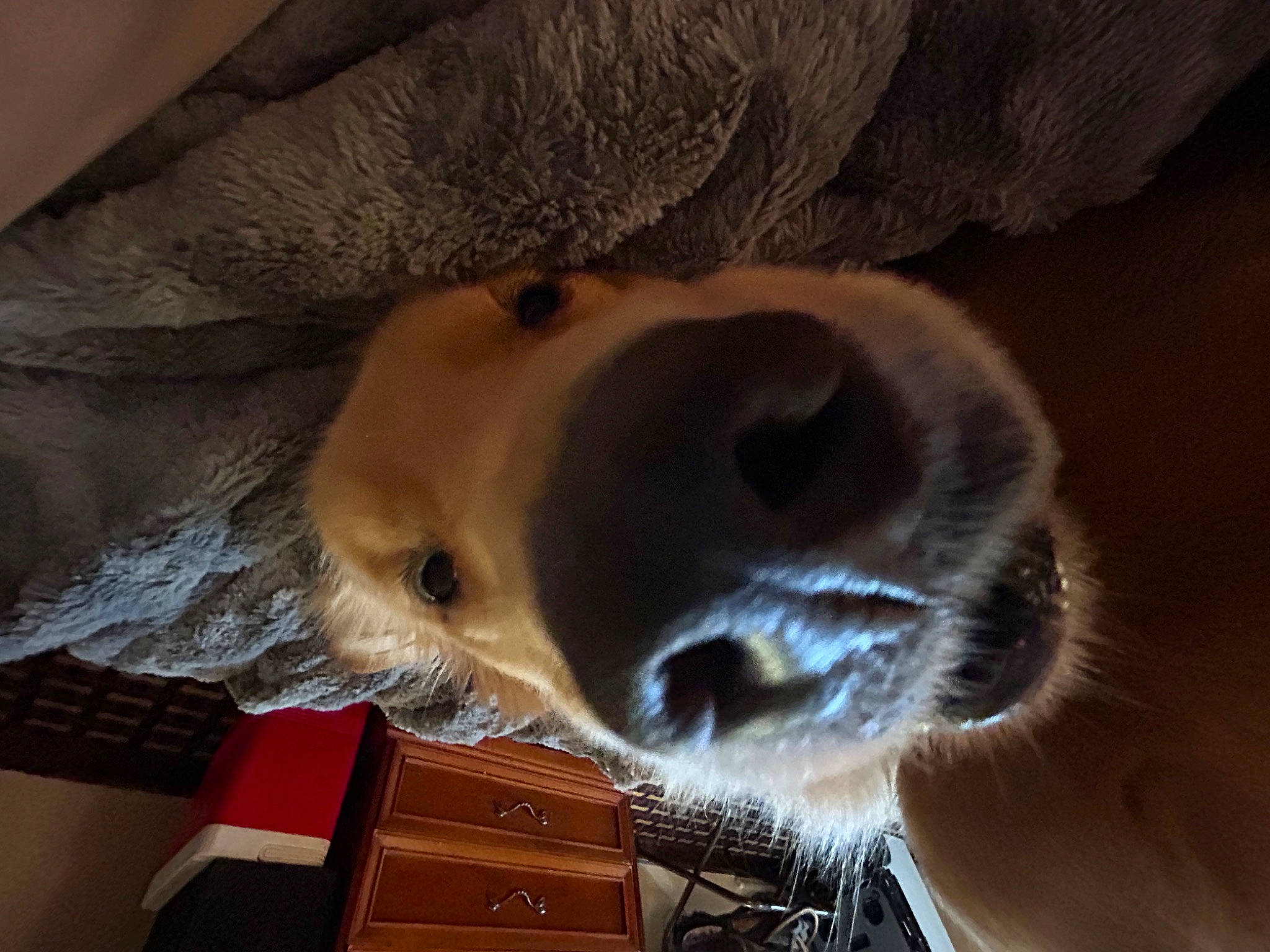 Ruffles is registered to the contest to win money with this photo: canidae, carnivore, companion_dog, dog, dog_breed, ear, fawn, fur, non_sporting_group, nose, organ, photography, selfie, snout, sporting_group, tree, whiskers, wood, working_animal