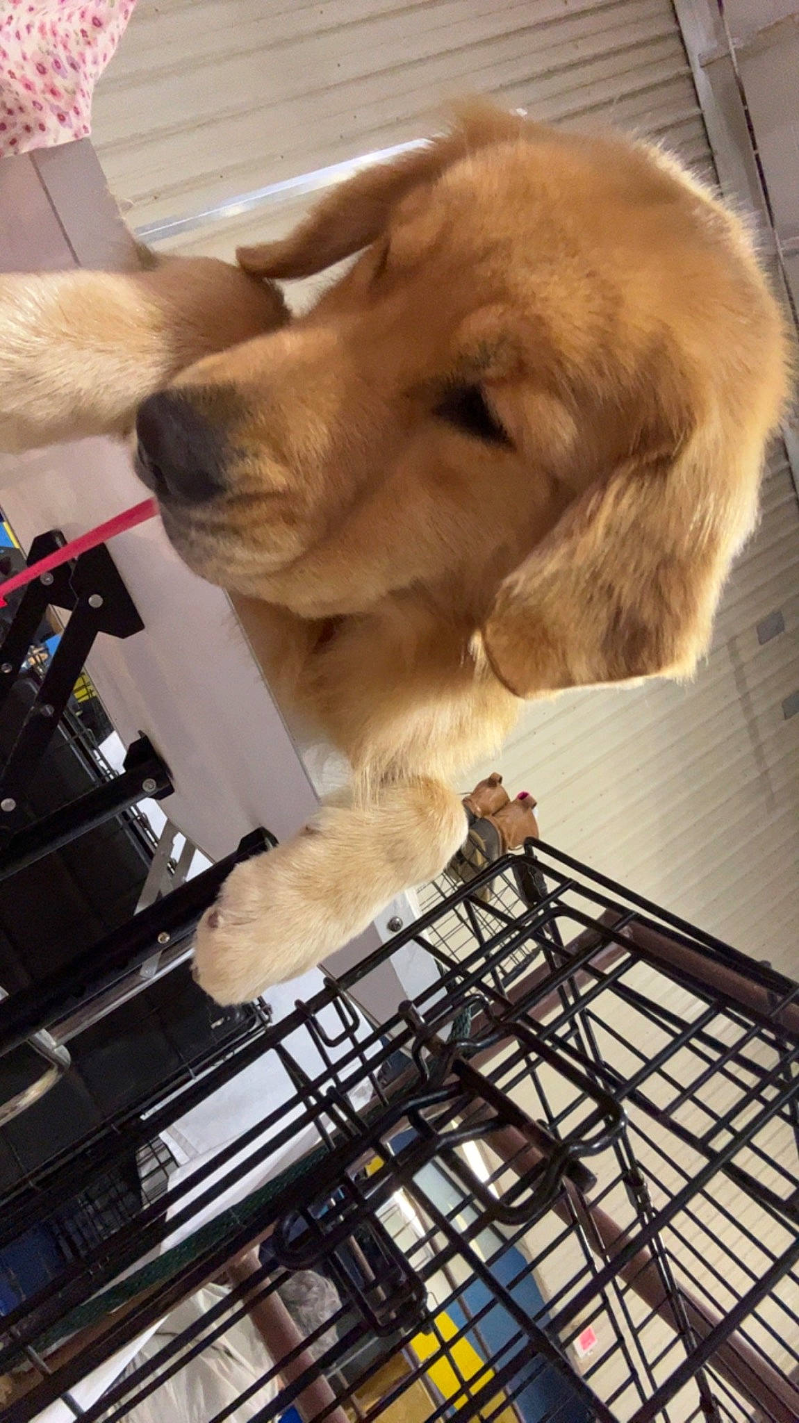 Ruffles is registered to the contest to win money with this photo: animal_shelter, carnivore, collar, companion_dog, cooking, dog, dog_breed, dog_collar, fawn, fur, liver, mammal, metal, paw, pet_supply, retriever, service, snout, vertebrate, working_animal