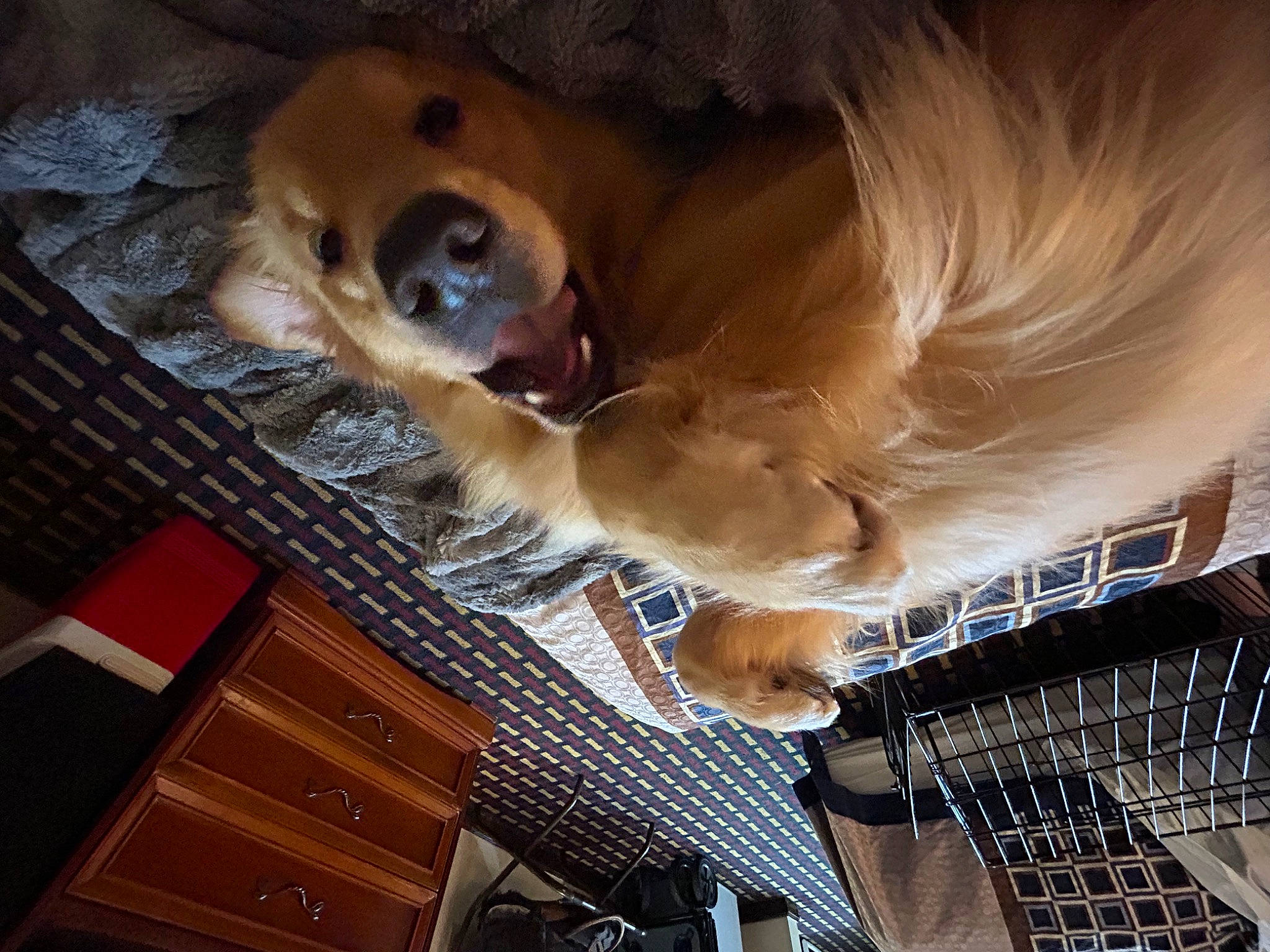 Ruffles is registered to the contest to win money with this photo: canidae, carnivore, collar, companion_dog, dog, dog_breed, dog_supply, fawn, fur, hardwood, liver, paw, pet_supply, retriever, snout, sporting_group, tail, whiskers, wood, working_animal