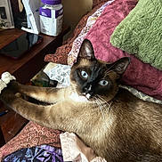 Chatter Box is registered to the contest to win money with this photo: cat, siamese_cat, blue_eyes, whiskers, fur, ears, paws, bed, blanket, pillow, quilt, nightstand, phone, jar, lamp, indoor, cozy, patterned, closeup, looking_at_camera