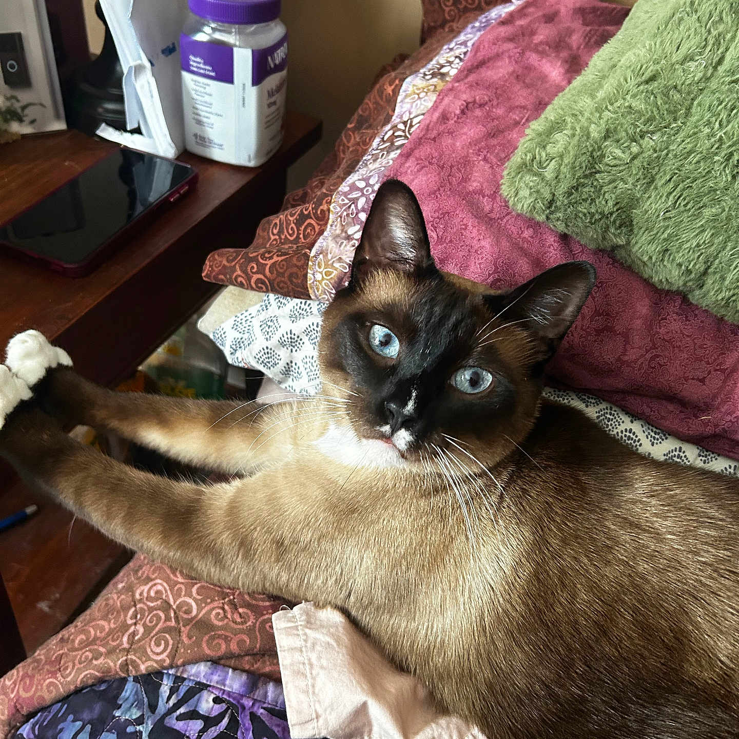 Chatter Box is registered to the contest to win money with this photo: bed, blanket, blue_eyes, cat, closeup, cozy, ears, fur, indoor, jar, lamp, looking_at_camera, nightstand, patterned, paws, phone, pillow, quilt, siamese_cat, whiskers