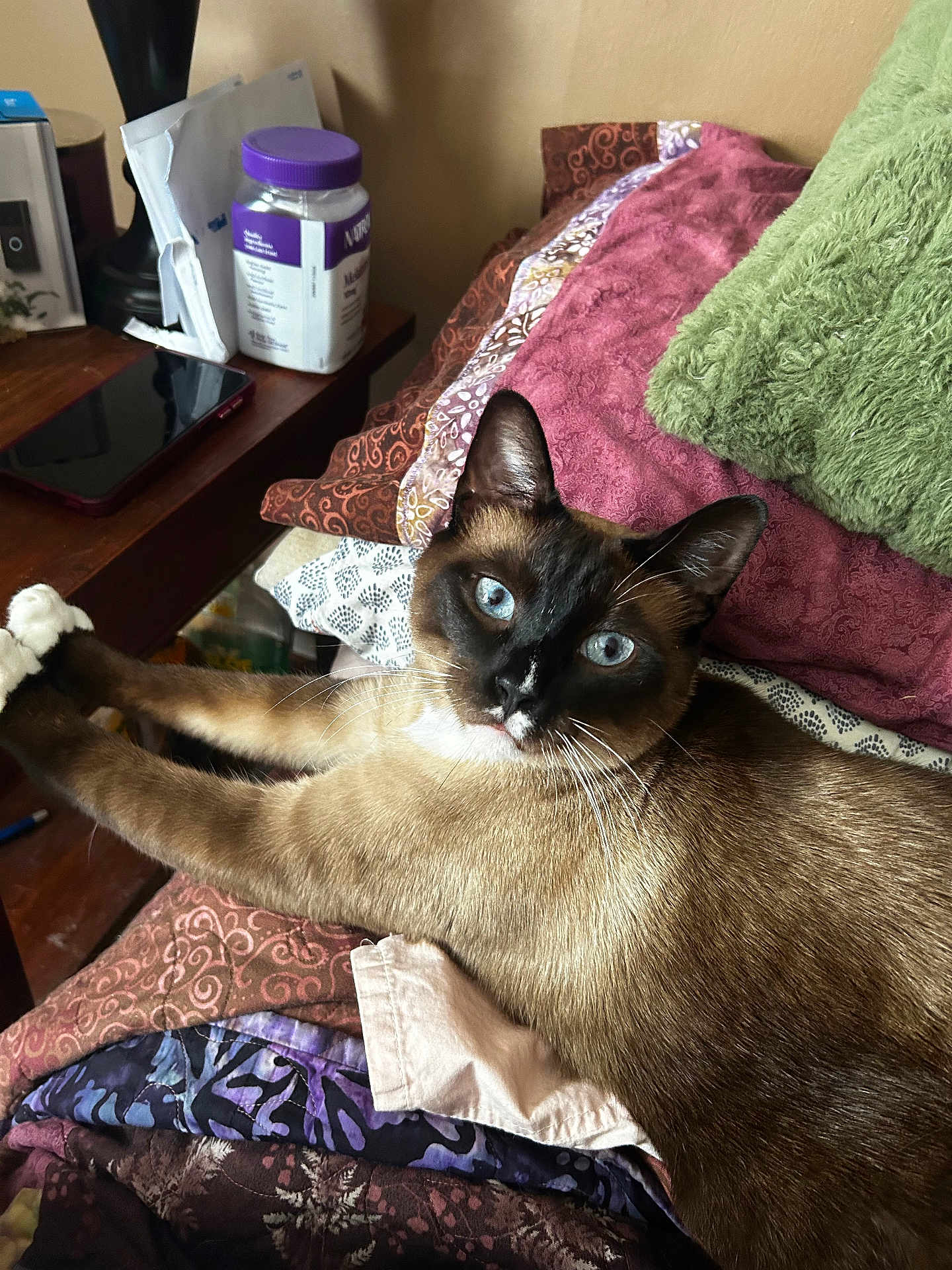 Chatter Box is registered to the contest to win money with this photo: cat, siamese_cat, blue_eyes, whiskers, fur, ears, paws, bed, blanket, pillow, quilt, nightstand, phone, jar, lamp, indoor, cozy, patterned, closeup, looking_at_camera