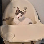 Leo is registered to the contest to win money with this photo: cat, high_chair, white_cat, gray_spots, indoor, pet, feline, animal, curious, relaxed, furniture, seat, looking, ears, whiskers, floor, straps, wall, domestic, cute