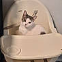 cat, high_chair, white_cat, gray_spots, indoor, pet, feline, animal, curious, relaxed, furniture, seat, looking, ears, whiskers, floor, straps, wall, domestic, cute