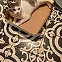 cat, cardboard_box, floor_tile, gray_and_white_cat, indoor, curious, resting, pet, feline, patterned_floor, black_and_white, tile_grout, small_object, animal, domestic_cat, box, laying_down, whiskers, ears, tail