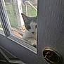 Leo joined the competition — help win amazing prizes! cat, door, glass, doorknob, porch, outdoor, curious, pet, white_cat, gray_cat, window, paw, face, animal, domestic, home, daylight, reflection, metal, wood
