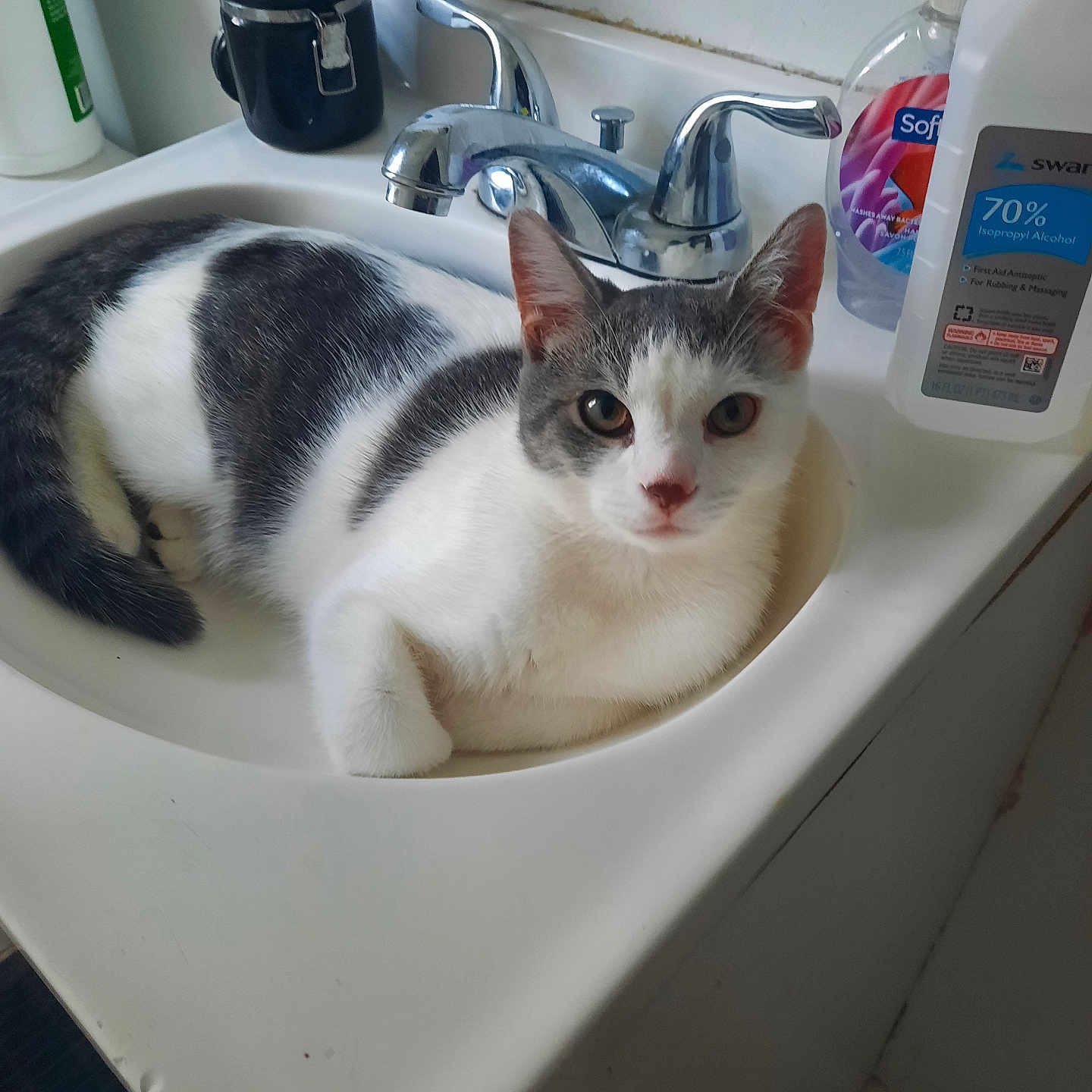 Leo joined the competition — help win amazing prizes! animal, bathroom, bottle, cat, closeup, counter, cute, domestic, ears, faucet, fur, gray, indoor, laying, pet, relaxed, sink, toiletries, whiskers, white