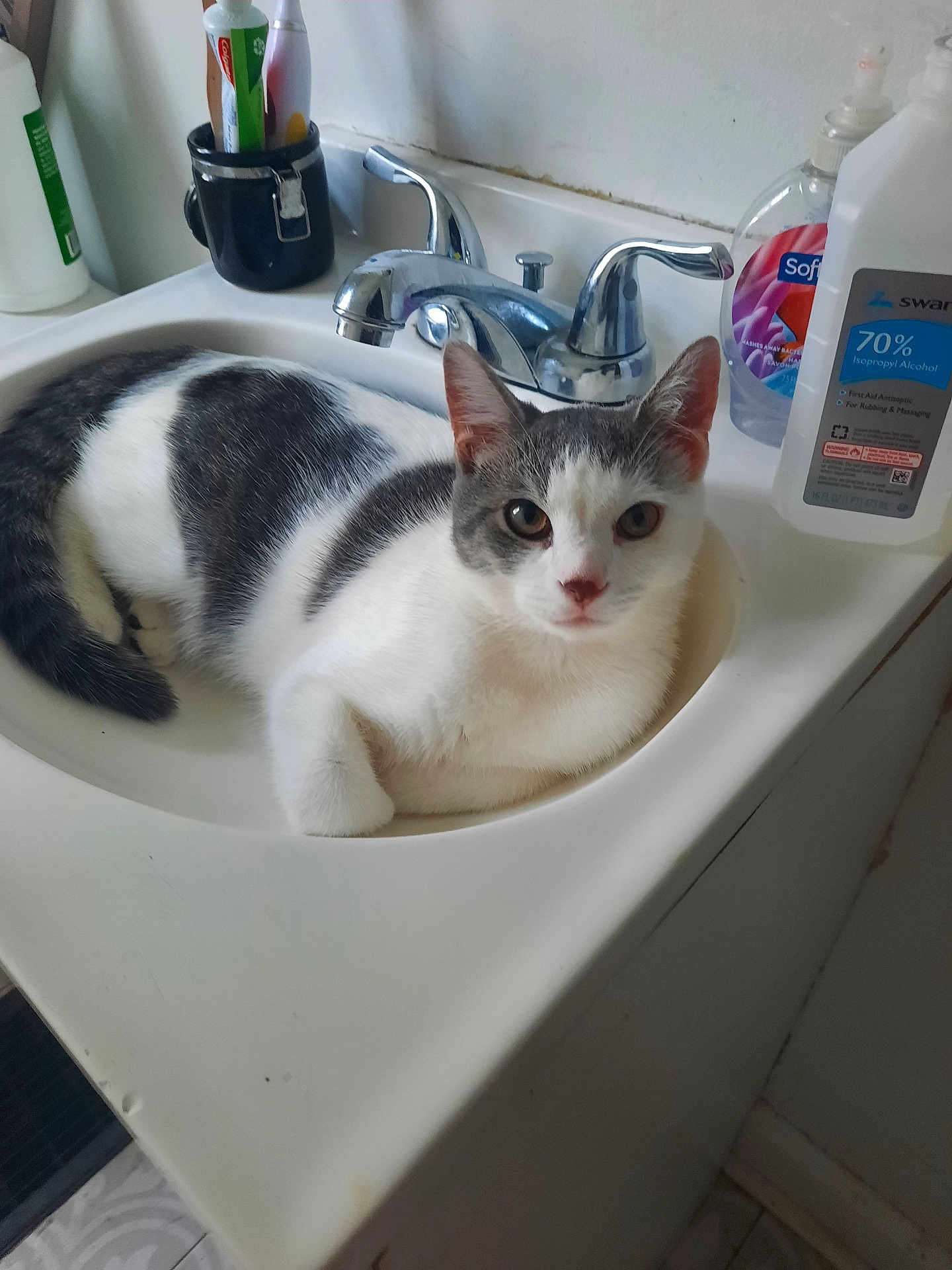 Leo joined the competition — help win amazing prizes! cat, sink, bathroom, faucet, white, gray, pet, animal, domestic, relaxed, fur, whiskers, ears, toiletries, bottle, counter, indoor, laying, cute, closeup