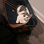 Leo is registered to the contest to win money with this photo: cat, suitcase, pet, indoor, curious, white, gray, floor, wall, animal, cozy, travel, luggage, resting, looking_up, home, cute, domestic, feline, relaxed