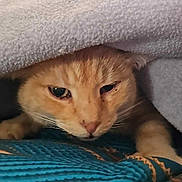 Rocky participe au concours pour gagner de l'argent avec cette photo : animal, blanket, blue, cat, cozy, curious, cute, face, fur, gray, indoor, orange_cat, pattern, paw, pet, resting, sleepy, soft, texture, whiskers