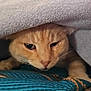 animal, blanket, blue, cat, cozy, curious, cute, face, fur, gray, indoor, orange_cat, pattern, paw, pet, resting, sleepy, soft, texture, whiskers