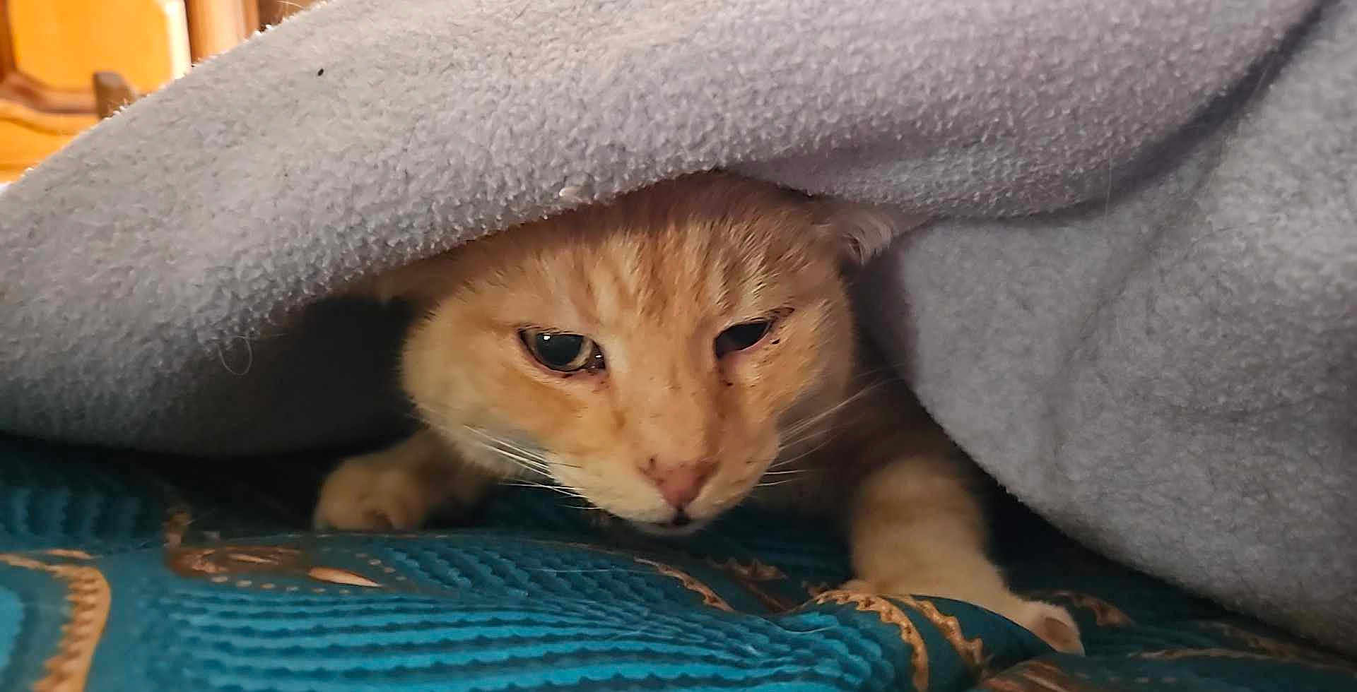 Rocky participe au concours pour gagner de l'argent avec cette photo : animal, blanket, blue, cat, cozy, curious, cute, face, fur, gray, indoor, orange_cat, pattern, paw, pet, resting, sleepy, soft, texture, whiskers