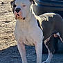 dog, animal, pet, outdoor, standing, vehicle, sunlight, shadow, muscular, alert, white, black, short_hair, ears, snout, pavement, street, daylight, canine, domestic
