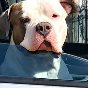 Romeo is registered to the contest to win money with this photo: dog, car, window, pet, animal, outdoor, fence, sunlight, white, brown, closeup, canine, resting, calm, head, door, vehicle, portrait, looking, daytime