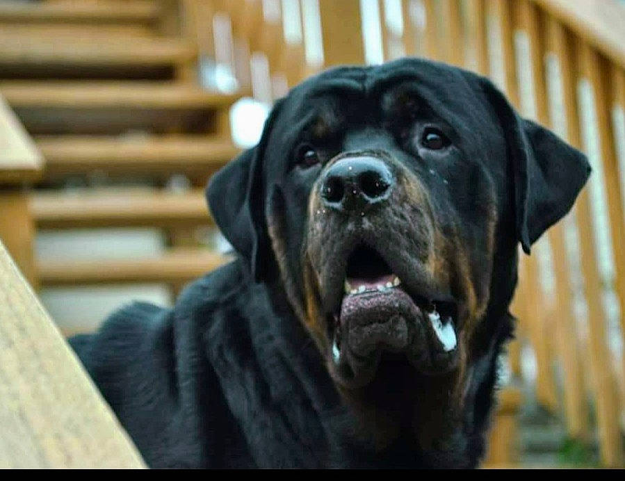 Bubba is registered to the contest to win money with this photo: ancient_dog_breeds, bandog, cane_corso, canidae, carnivore, companion_dog, dog, dog_breed, fawn, giant_dog_breed, guard_dog, korean_mastiff, labrador_retriever, mammal, molosser, rottweiler, snout, sporting_group, vertebrate, working_dog