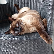 Chachou participe au concours pour gagner de l'argent avec cette photo : animal, blue_eyes, cat, chair, close_up, curious, cute, domestic_animal, feline, fur, furniture, indoor, lying_down, paw, pet, relaxed, resting, siamese_cat, whiskers, woven_chair