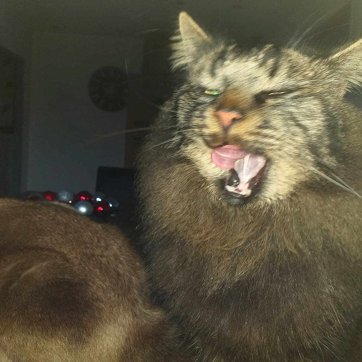 Gribouille a rejoint le concours — aidez-le/la à gagner de superbes lots ! animal, brown_fur, cat, cute, dim_light, domestic_cat, expression, face_closeup, feline, fluffy, fur, household, indoor, licking, ornaments, pets, tabby, tongue_out, two_cats, whiskers