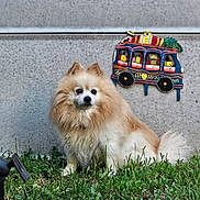 Migouel participe au concours pour gagner de l'argent avec cette photo : dog, pomeranian, grass, concrete_wall, decoration, colorful, outdoor, pet, animal, furry, small_dog, sitting, greenery, cute, fluffy, nature, wall_art, bright_colors, portrait, calm