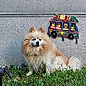 dog, pomeranian, grass, concrete_wall, decoration, colorful, outdoor, pet, animal, furry, small_dog, sitting, greenery, cute, fluffy, nature, wall_art, bright_colors, portrait, calm