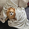 Migouel a rejoint le concours — aidez-le/la à gagner de superbes lots ! dog, pomeranian, blanket, couch, pet, cozy, fur, indoor, cute, small_dog, soft_texture, beige, white, brown, face, animal, companion, relaxing, home, comfort
