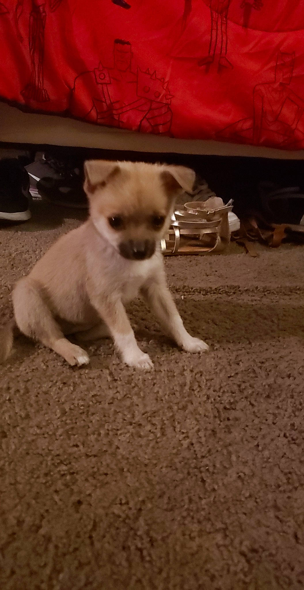 Stella joined the competition — help win amazing prizes! canidae, carnivore, chihuahua, companion_dog, dog, dog_breed, fawn, mammal, puppy, snout, tail, toy_dog, vertebrate