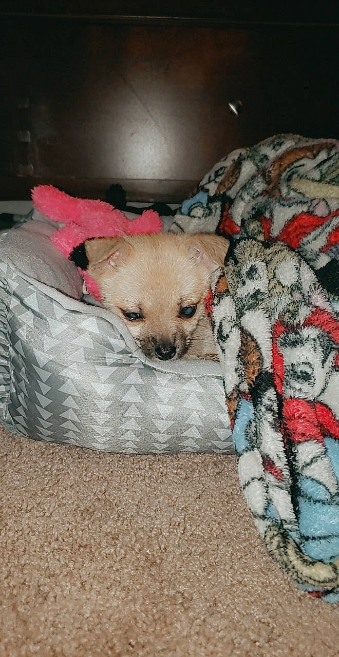 Stella joined the competition — help win amazing prizes! canidae, carnivore, chihuahua, companion_dog, dog, dog_breed, dog_clothes, fawn, mammal, non_sporting_group, puppy, puppy_love, snout, toy_dog