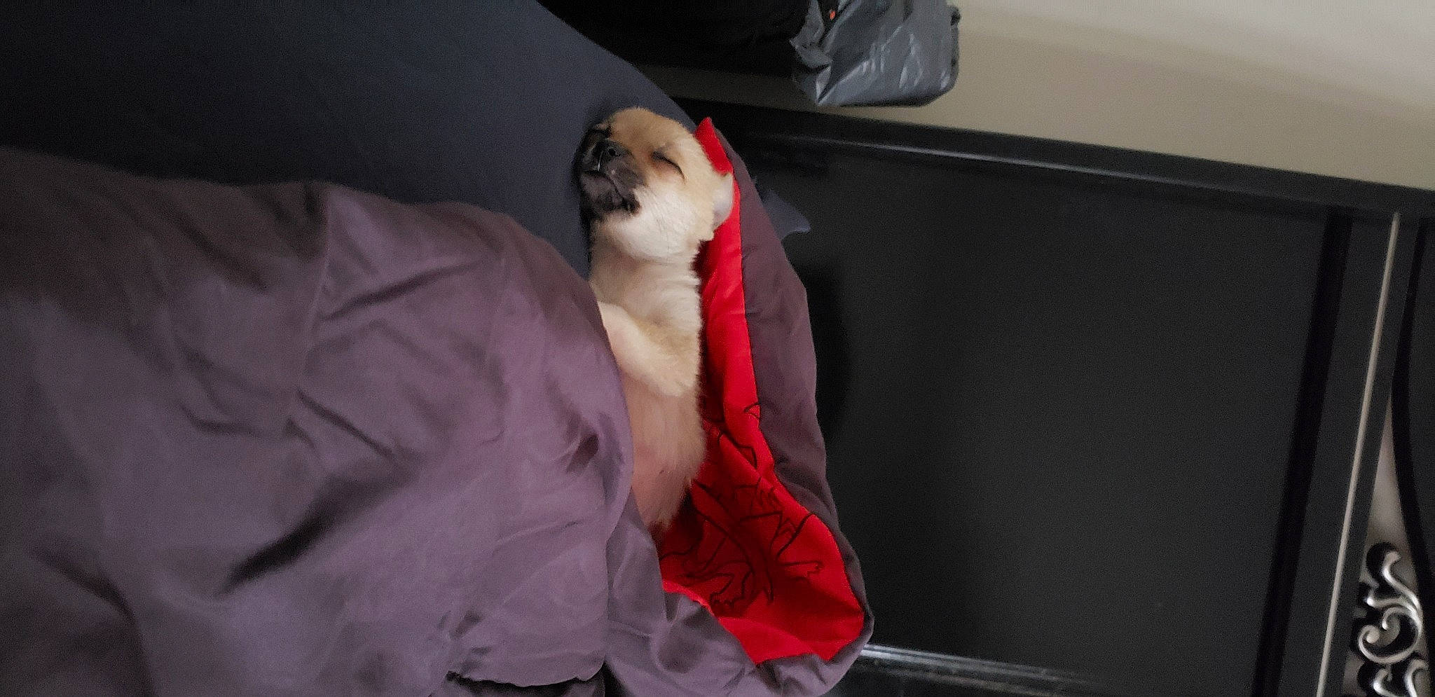 Stella is registered to the contest to win money with this photo: canidae, carnivore, cat, companion_dog, felidae, fur, kitten, leg, puppy, small_to_medium_sized_cats, whiskers