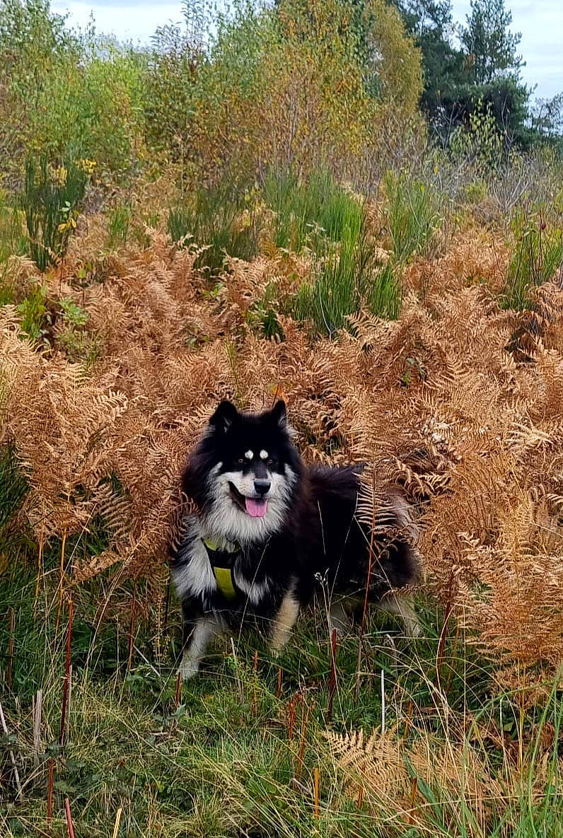 Damon a rejoint le concours — aidez-le/la à gagner de superbes lots ! biome, canidae, carnivore, companion_dog, dog, dog_breed, felidae, fur, grass, herding_dog, landscape, plant, plant_community, shrubland, snout, soil, sporting_group, terrestrial_animal, tree, whiskers