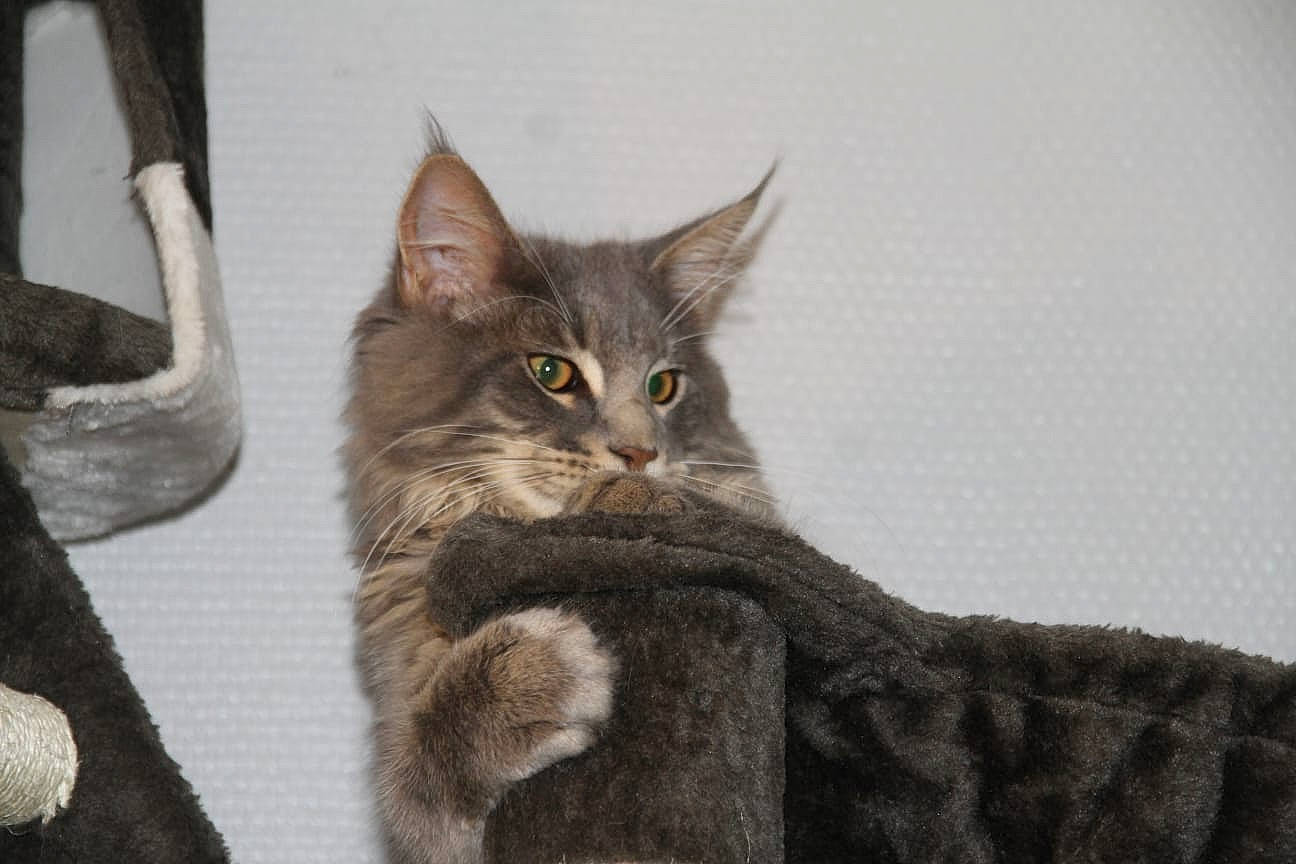 Smoker a rejoint le concours — aidez-le/la à gagner de superbes lots ! carnivore, cat, claw, domestic_short_haired_cat, fawn, felidae, fur, grey, paw, sitting, small_to_medium_sized_cats, snout, tail, terrestrial_animal, whiskers, wildlife