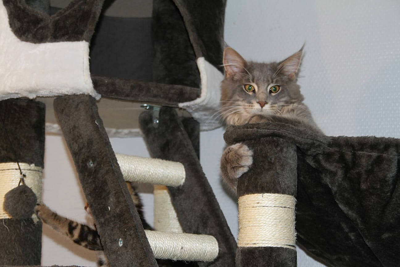 Smoker participe au concours pour gagner de l'argent avec cette photo : carnivore, cat, chair, claw, comfort, domestic_short_haired_cat, felidae, fur, grey, outdoor_furniture, paw, sitting, small_to_medium_sized_cats, tail, terrestrial_animal, tree, twig, whiskers, winter, wood