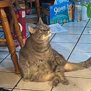 Stormy joined the competition — help win amazing prizes! 9lives, cat, cat_food_box, chair, cluttered, domestic, feline, floor, gray_cat, indoor, kitchen, looking_up, pet, relaxed, sitting, tabby, tile_floor, water_bottle, wide_eyes, wooden_chair
