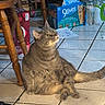9lives, cat, cat_food_box, chair, cluttered, domestic, feline, floor, gray_cat, indoor, kitchen, looking_up, pet, relaxed, sitting, tabby, tile_floor, water_bottle, wide_eyes, wooden_chair