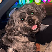 Foofoo is registered to the contest to win money with this photo: dog, car, night, colorful_lights, happy, pet, fluffy, gray_dog, collar, person, sweater, indoor, window, smile, animal, seat, bright, vibrant, closeup, portrait