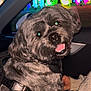 dog, car, night, colorful_lights, happy, pet, fluffy, gray_dog, collar, person, sweater, indoor, window, smile, animal, seat, bright, vibrant, closeup, portrait