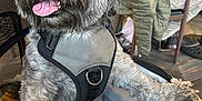 Foofoo joined the competition — help win amazing prizes! dog, harness, bag, blanket, indoor, pet, fur, happy, tongue_out, seated, gray_fur, canine, cute, domestic_animal, close_up, animal, resting, companion, leisure, smiling
