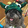 Foofoo is registered to the contest to win money with this photo: dog, shopping_cart, plush_toys, green_hat, dragon_costume, pet, cute, smiling, fur, indoor, toy, animal, happy, playful, closeup, pet_accessory, costume, funny, shopping, pet_hat