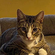Boots is registered to the contest to win money with this photo: bell, big_eyes, brown_tone, cat, closeup, collar, couch, home_interior, indoor, looking_at_camera, paws, pet, portrait, relaxed, striped_fur, tabby_cat, upholstery, whiskers, white_paws, window