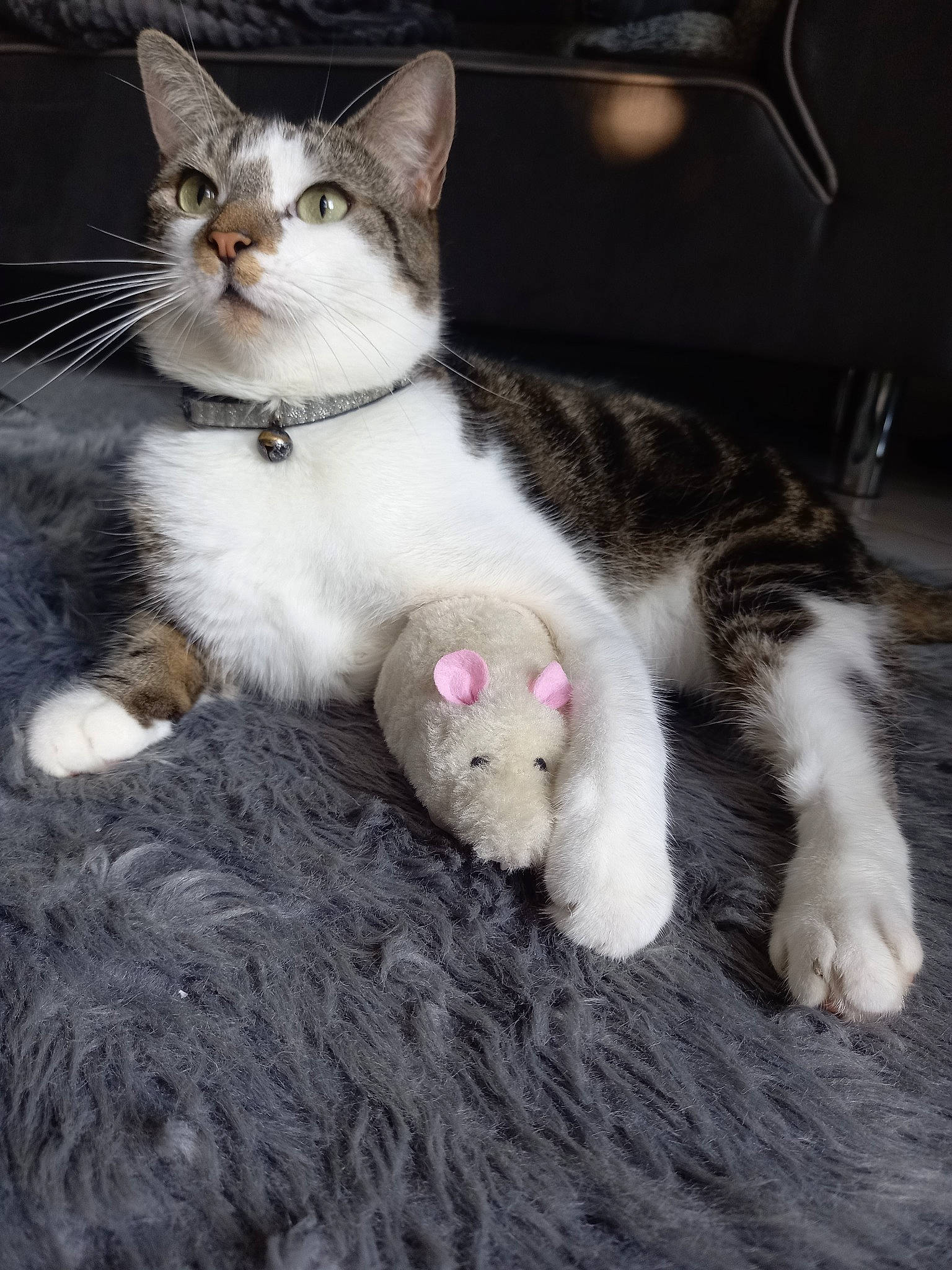 Chipie participe au concours pour gagner de l'argent avec cette photo : carnivore, cat, claw, comfort, domestic_short_haired_cat, fawn, felidae, foot, fur, lap, paw, sitting, small_to_medium_sized_cats, snout, tail, whiskers
