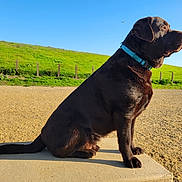 Gunner is registered to the contest to win money with this photo: animal, blue_sky, canine, chocolate, collar, concrete_platform, daylight, dog, fence, grass, green_hill, labrador, mammal, nature, outdoor, peaceful, pet, side_view, sitting, sunlight