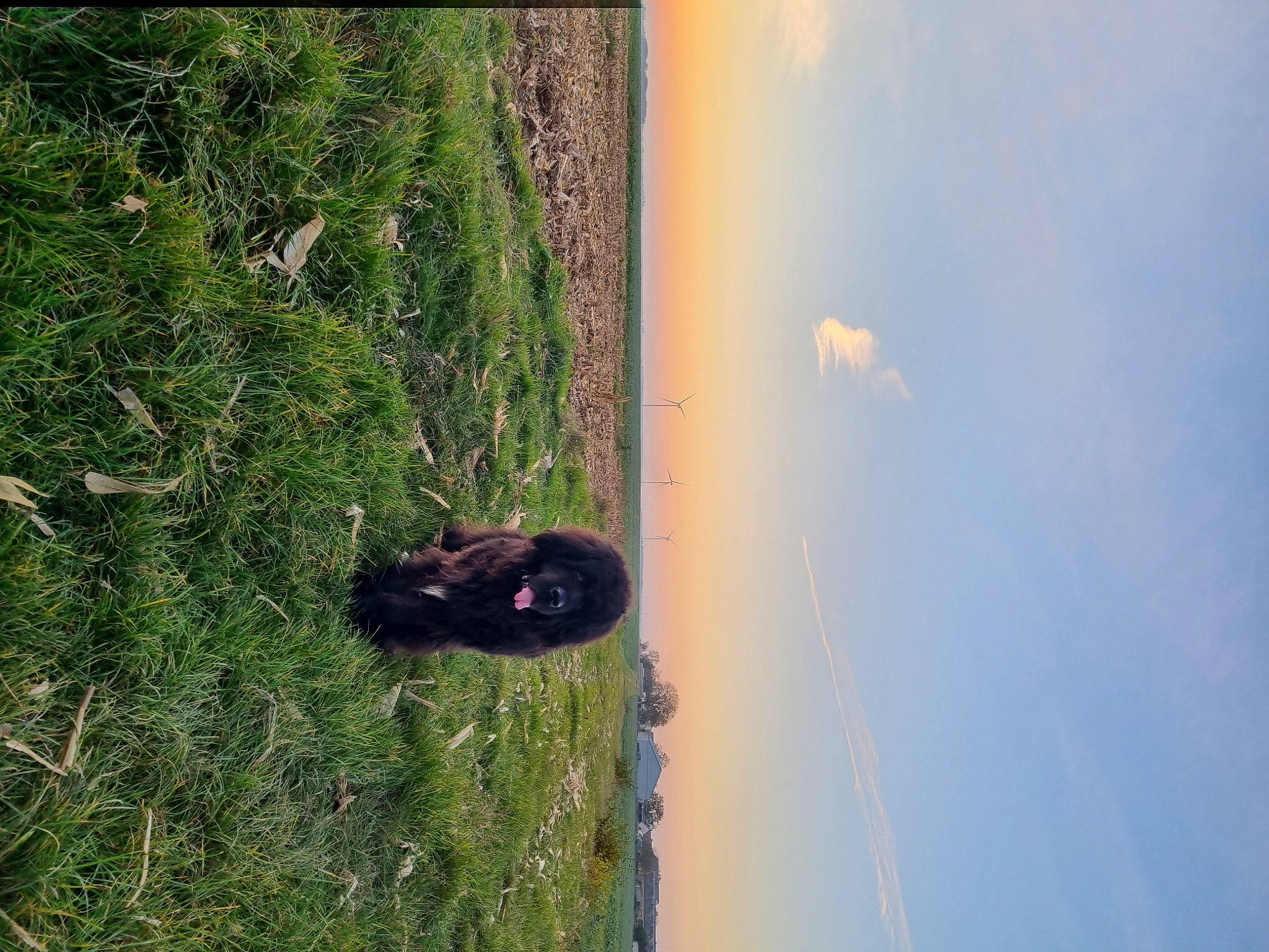 Haelwen a rejoint le concours — aidez-le/la à gagner de superbes lots ! cloud, cumulus, field, grass, grassland, landscape, pasture, plant, plant_stem, prairie, reflection, shadow, sky, terrestrial_plant, tints_and_shades, tree, trunk, water, wildlife, wood