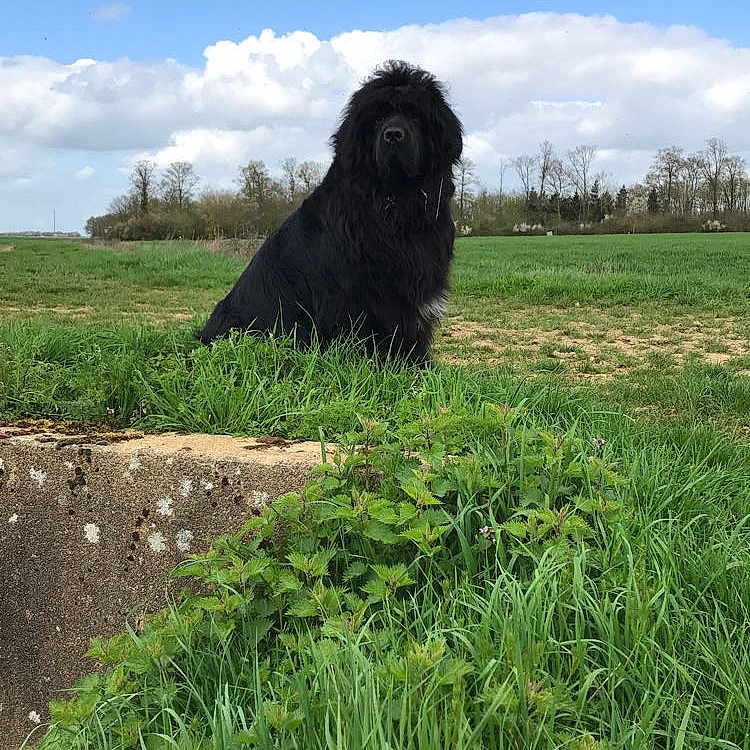 Haelwen
